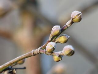 So beginnt es imW inter mit der Blüte - Jänner