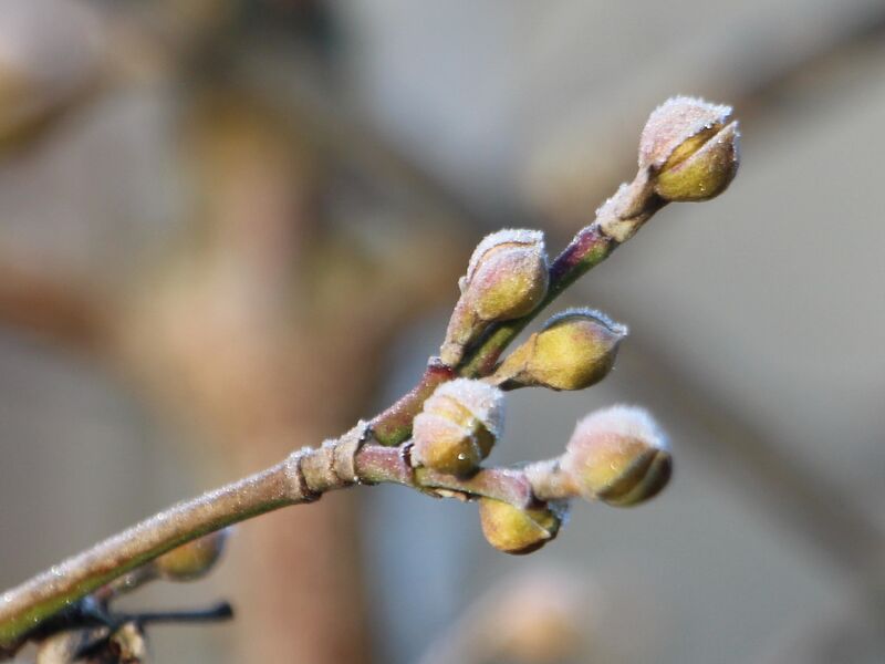 Datei:Dirndlknospen Jänner 4 2016 .jpg