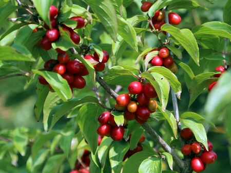 Sehr gute Dirndlernte