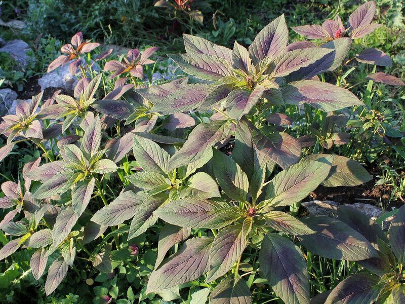 Datei:SG Amaranth vor Blüte.jpg