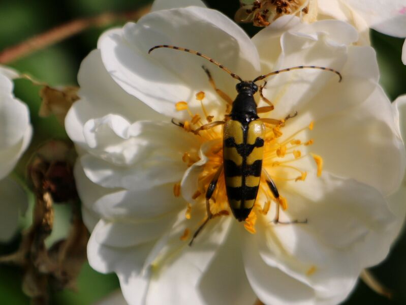 Datei:SG Käfer Schmalbock (Leptura quadrifasciata).JPG