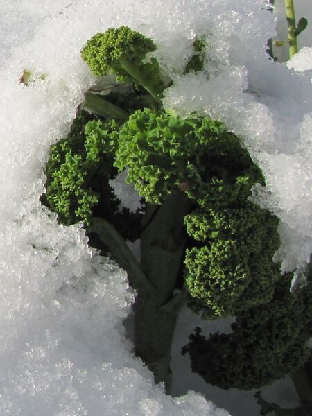 Grünkohl - im Schnee auch zu bearnten