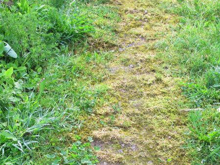 "Grüner" Gartenwege