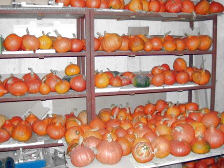 Kürbislager im Winter