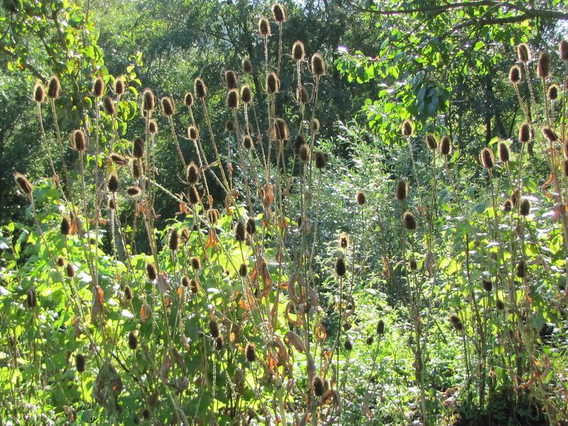 Datei:SG Kardenparade.jpg