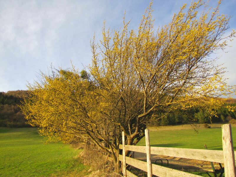 Datei:Blühende Dirndlstaude Gasnch4.jpg