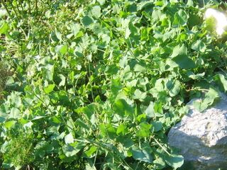 Großartige Salatwürze - Schildampfer