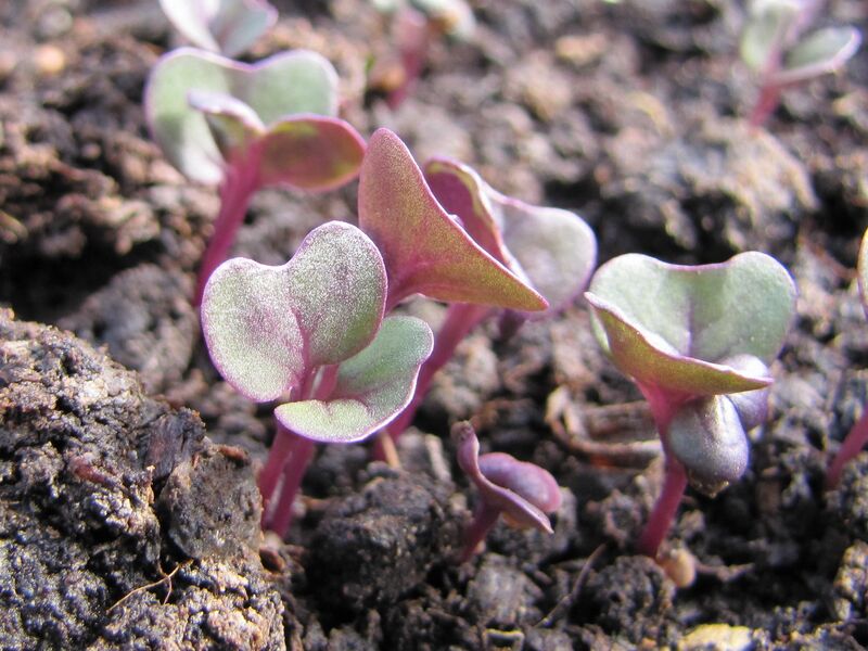 Datei:SH Keimblätter roter Grünkohl.jpg