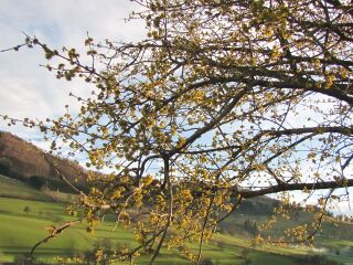Dirndlblüte in Tradigist