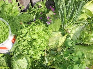 Ernte Mitte November