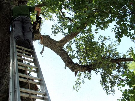 Pflege am Mostbirnbaum: Ast fällt