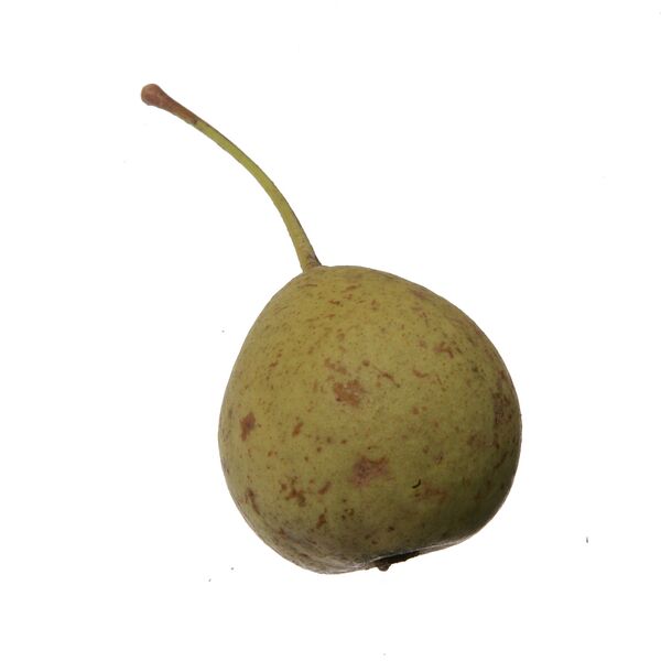 Datei:Dorschbirne freigestellt.jpg