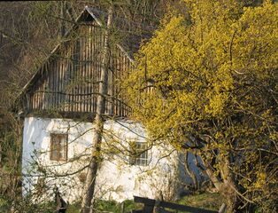 Dirndlblüte beim Banzhäusl