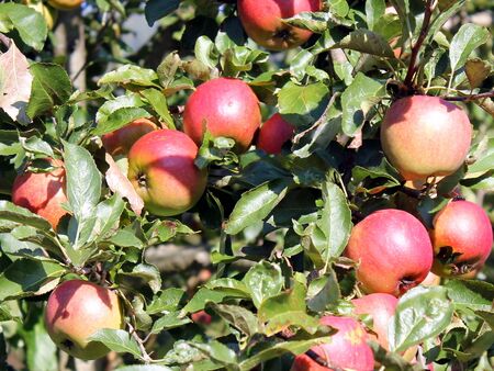 Apfelbaum im Produktionsgarten