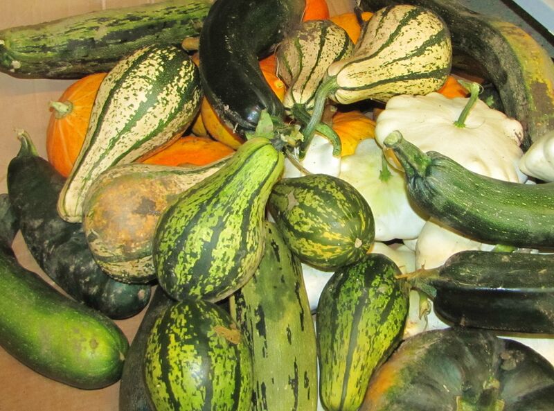 Datei:SG Kürbislager.jpg