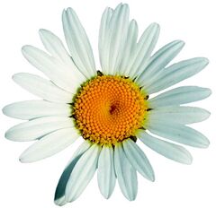 freigestellte Margerite