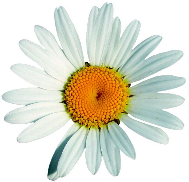 Datei:Margerite freigstellt.jpg