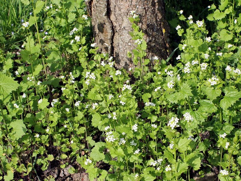 Datei:SG Knoblauchrauke bei Baumn.jpg