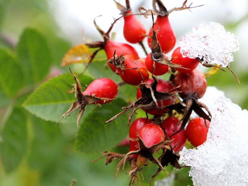 Datei:Hetscherl Schnee.JPG