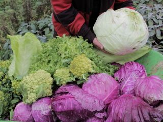 Kraut- und Broccoliernte