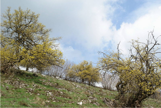 Dirndlhain Ober-Zögernitz