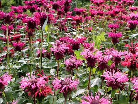 Indianernesselblüten-Parade