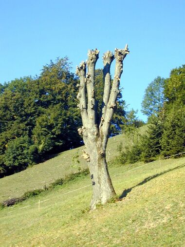 Schnoatbaum - frisch geschitten