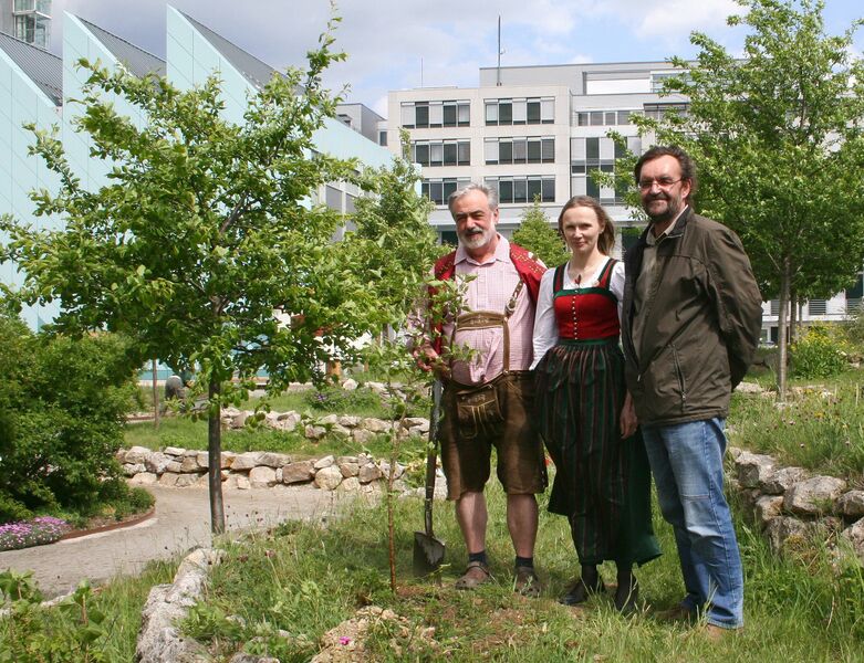 Datei:Dirndlpflanzung LAMU2011.jpg