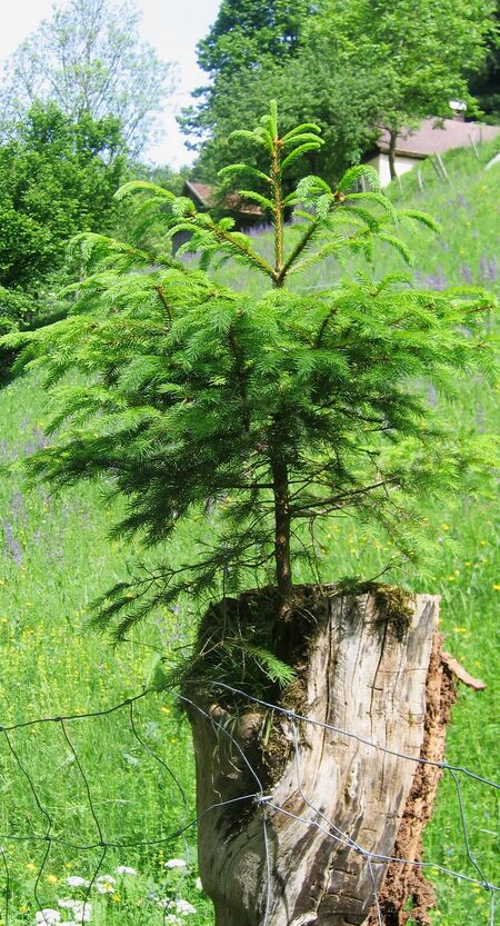 EST Fichte auf Obstbaum