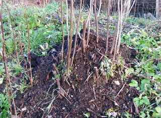 Ribisel im Herbst/Winter mulchen