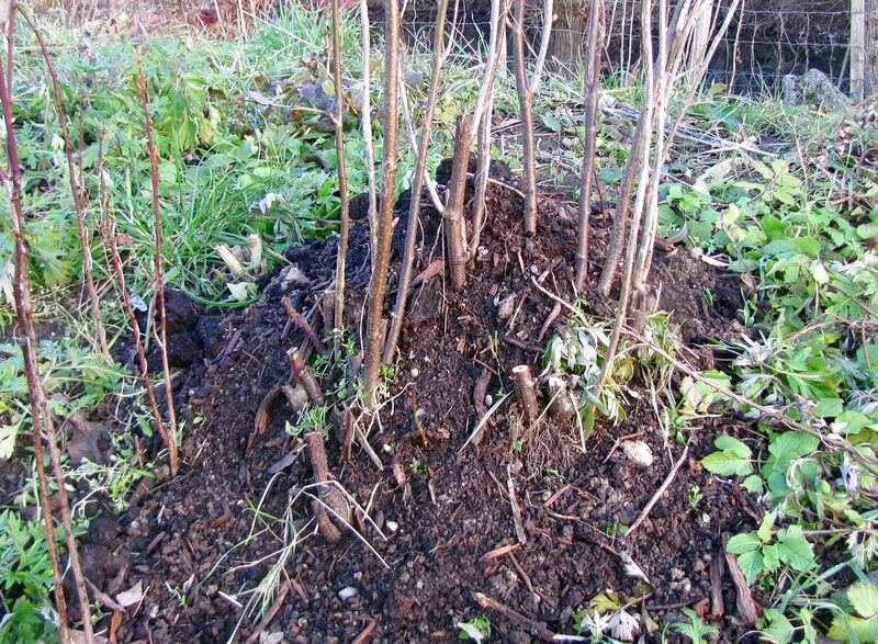 Datei:SG Herbst mulchen Ribisel8.jpg