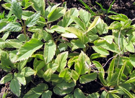 Weißbändriger Giersch