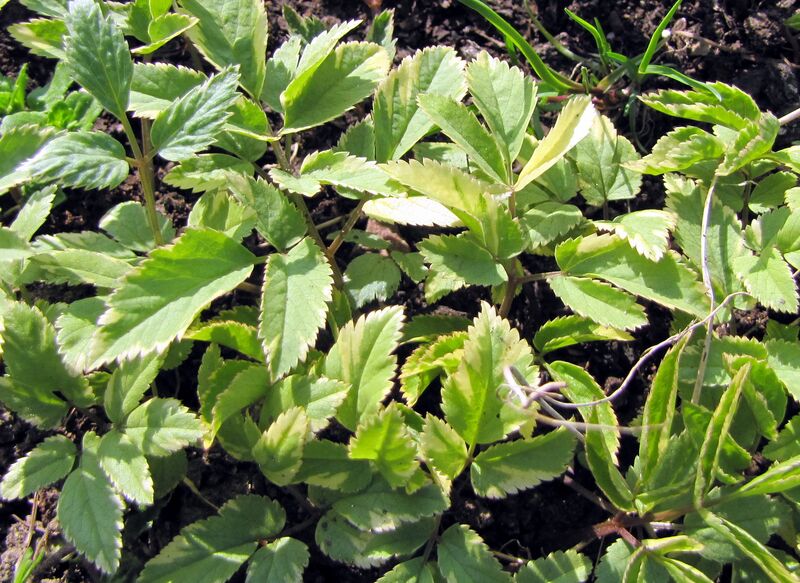 Datei:SG Weißbändriger Giersch.jpg