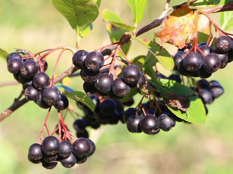 Datei:SG Aronia-Beeren viele.jpg