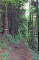 Waldweg