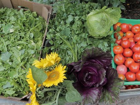 Bio-Ernte aus den Steinschaler Gärten