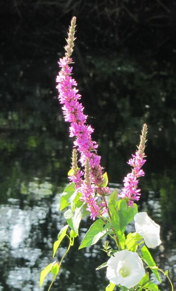 Datei:SG-Bluweiderich v Wasser.jpg