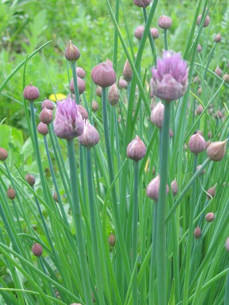 Datei:SG Schnittlauchmit Blüte.jpg