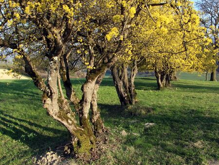 Mächtiger blühender Dirndlzeuler