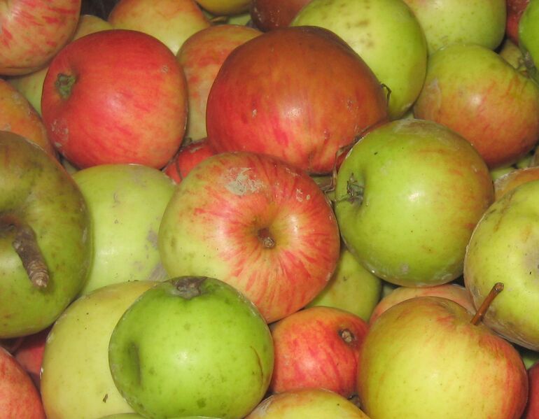 Datei:SG Steinschaler Bioäpfel.jpg