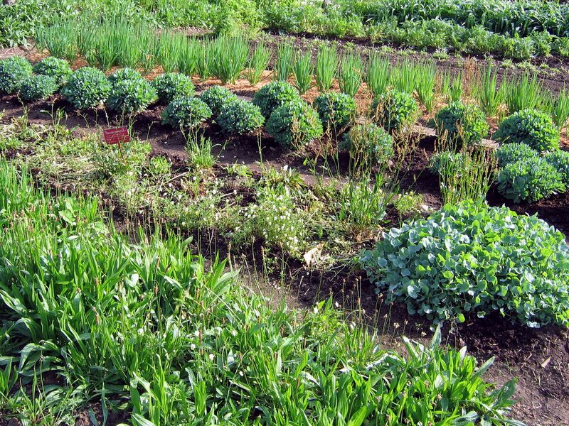 Datei:SG W-Kräutergarten.jpg