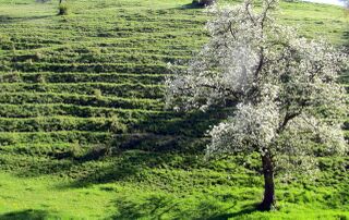 Viehsteig Warth - Frühjahr