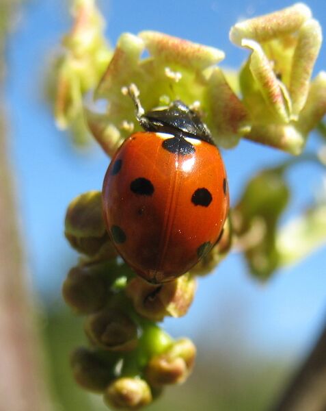 Datei:Marienkäfer7.jpg