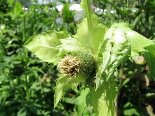 Kohldistel mit Blüte