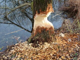 Frische "Biberarbeit"