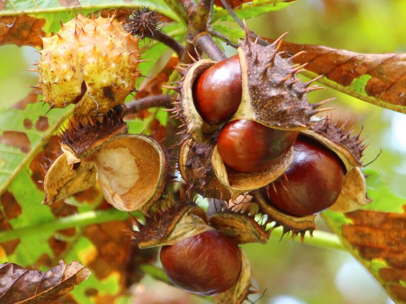 Datei:SG Kastanien Reif.jpg