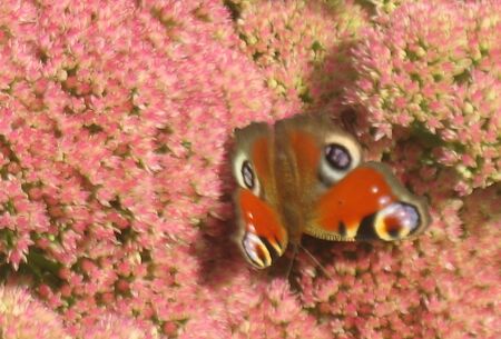 Schmetterling auf fetter Henne