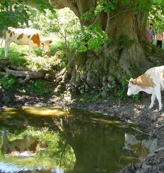 Datei:Bärnthaler Lockn.jpg