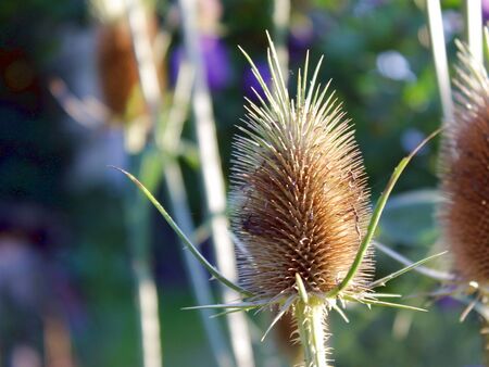 Bienenweide und optisher Genuss: Karden