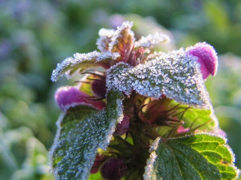 Datei:SG Taubnessel Herbst.jpg